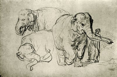 Norsujen tutkimus tekijältä Rembrandt van Rijn