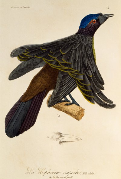 Mascle adult de Superb Bird of Paradise (Lophorina superba), gravat d