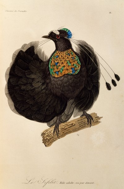 Länsi-Parotian aikuinen uros (Parotia sefilata), kaiverrus Paratiisin lintujen ja Epimagien luonnonhistoriasta tekijältä René Primevère Lesson