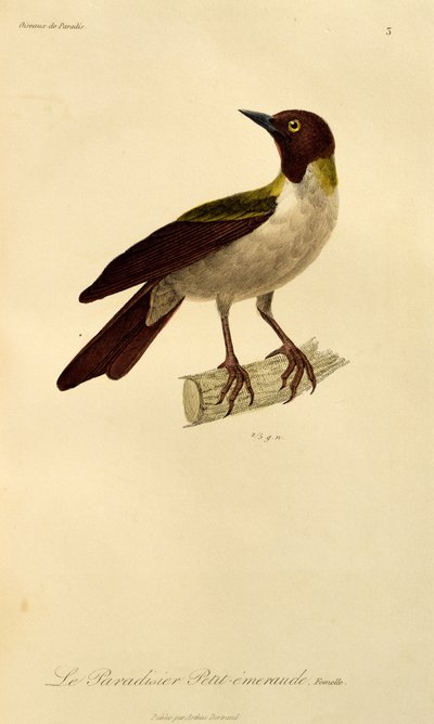 Pienen paratiisin linnun naaras (Paradisaea minor), kaiverrus artikkelista Natural History of Birds of Paradise and Epimages tekijältä René Primevère Lesson