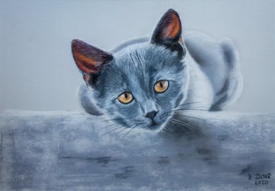 Graze Katze tekijältä Renate Dohr