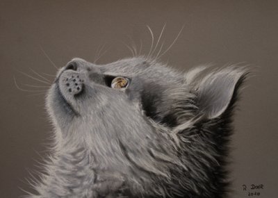 Katzenaugenblick tekijältä Renate Dohr