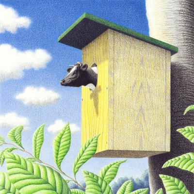 Käki tekijältä Rene Boin
