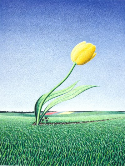 Nopea tulppaani tekijältä Rene Boin