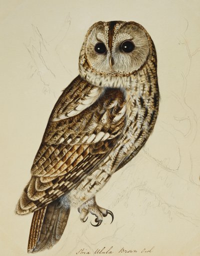 Ruskea pöllö (Strix Ulula) tekijältä Rev. C. Atkinson