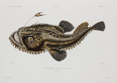 Onkijakala, Islanti, 1800-luvun alku tekijältä John Pardon