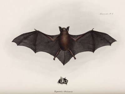 Bat, Etelä-Amerikka, n. 1832-1836 tekijältä John Pardon
