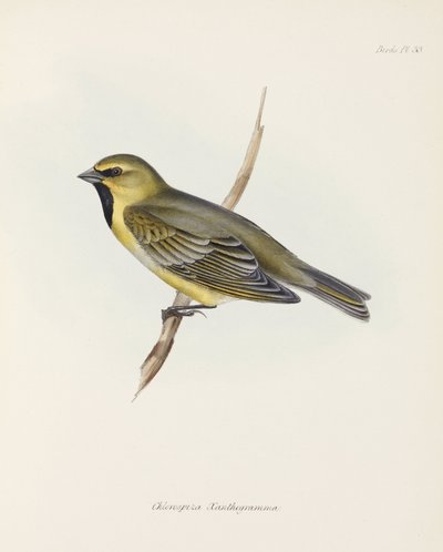 Finch, c 1832-1836 tekijältä John Pardon