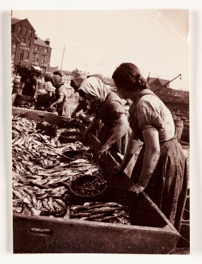 Kalastus, Fisherfolk Naiset lajittelevat kaloja, Whitby Harbour, North Yorkshire, c 1905 tekijältä John Pardon
