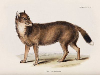 Fox, Falklandinsaaret, n. 1832-1836 tekijältä John Pardon