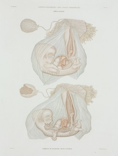 Gynekologia Ihmissikiö 40 päivän ikäisenä, c 1847-1859 tekijältä John Pardon