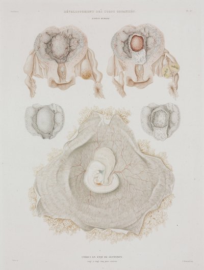 Gynekologia Ihmisen kohtu alkion kanssa, c 1847-1859 tekijältä John Pardon
