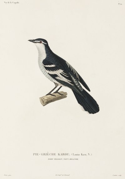 Karou shrike, Port Praslin, Uusi Irlanti tekijältä John Pardon