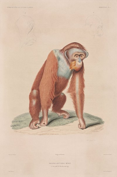 Orangutanit, Indonesia tekijältä John Pardon