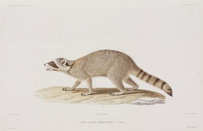 Raccoon, Yhdysvallat tekijältä John Pardon