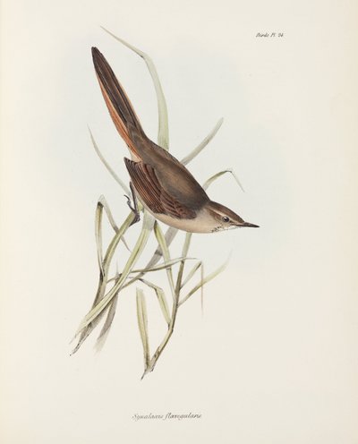 Spinetail, Etelä-Amerikka, n. 1832-1836 tekijältä John Pardon