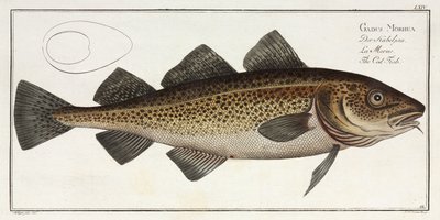"Turskakala" tekijältä John Pardon