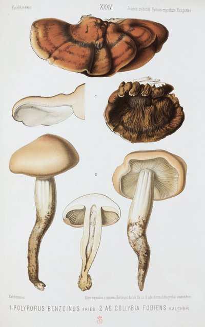 Kaksi sienityyppiä, n. 1874 tekijältä John Pardon