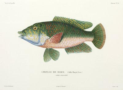 Wrasse-tyyppi, Tahiti tekijältä John Pardon