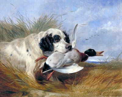 "Koira ja villi ankka", 1800-luku tekijältä Richard Ansdell