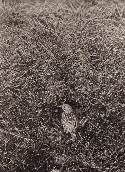 Meadow pipit (m/w kuva) tekijältä Richard and Cherry Kearton