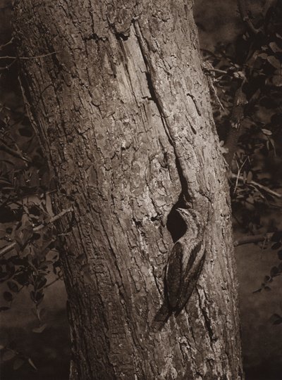 Wryneck pesimäreiässä (m/w kuva) tekijältä Richard and Cherry Kearton