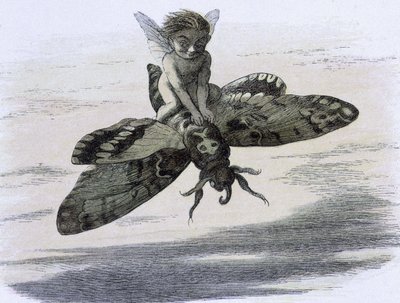 Un elfe chevauchant un papillon. Kuvitus Richard Doyle renkaasta ""Keijumaassa". Sarja kuvia tonttumaailmasta"" compagnee d