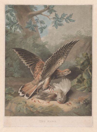 Hawk vartioi saalistaan The Hawk (otsikko esineessä) tekijältä Richard Earlom