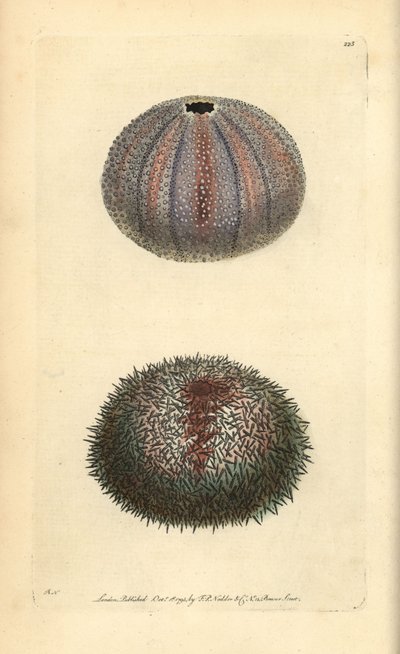 Syötävä merisiili, Echinus esculentus, George Shaw