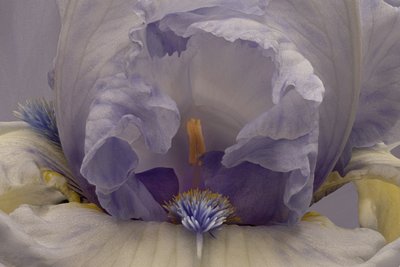 Pehmeä laventeli-iiris tekijältä Richard Urbanski