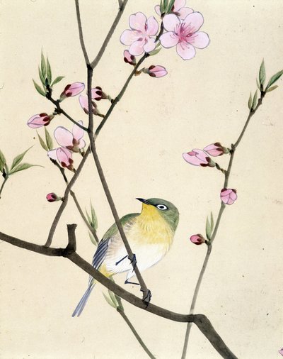 Lintu - Riou Chimin japanilainen piirros, 1800-luvun loppu tekijältä Riu Chim