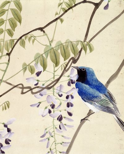 Lintu - Riou Chimin japanilainen piirros, 1800-luvun loppu tekijältä Riu Chim