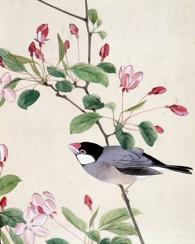 Lintu - Riou Chimin japanilainen piirros, 1800-luvun loppu tekijältä Riu Chim