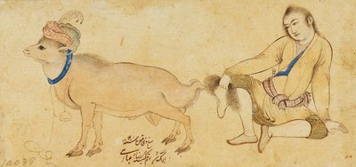 Tutkimus nuoresta miehestä ja oinasta, 1630-31 tai myöhemmin tekijältä Riza i Abbasi
