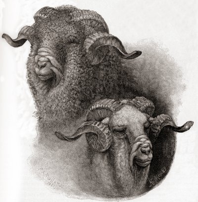 The Century Illustrated Monthly Magazine -lehden Merino-pässin johtaja vertailu ennen ja jälkeen leikkaamisen, julkaistu 1884 tekijältä Robert Antoine Muller