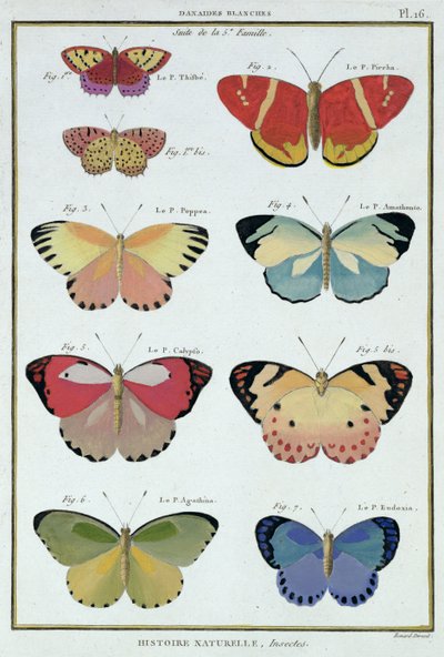 Perhosia M. Olivierin "Natural History of Insects" -kappaleesta tekijältä Robert Benard