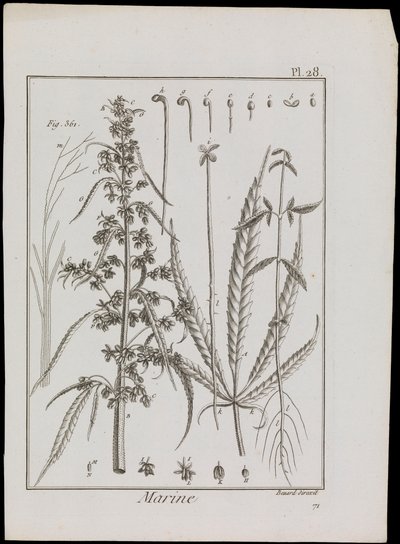 Kukkien merikuvio, noin 1810 (kaiverrus ja etsaus). tekijältä Robert Benard