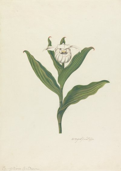Naisten tossut (Cypripedium Canadense, Calceolus Maria) tekijältä Robert Blyth