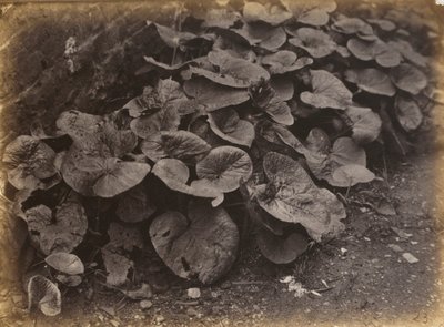 Kasvitutkimus,1860-luku (kuva) tekijältä Robert Burrows