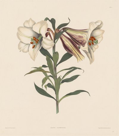 Valikoima Heksandrian kasveja, jotka kuuluvat Amaryllidae..., 1831-1832 luonnolliseen lahkoon. tekijältä Robert Havell