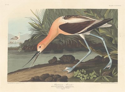 American Avocet, 1836. tekijältä Robert Havell