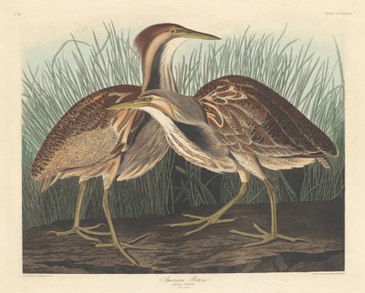 American Bittern, 1836. tekijältä Robert Havell