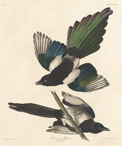 Amerikan harakka, 1837. tekijältä Robert Havell