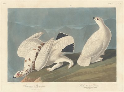 American Ptarmigan ja White-tailed Grous, 1838. tekijältä Robert Havell