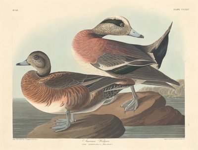 American Widgeon, 1836. tekijältä Robert Havell