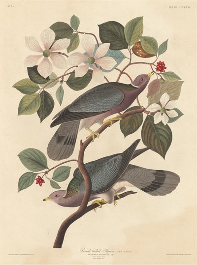 Nauhapyrstö, 1837. tekijältä Robert Havell