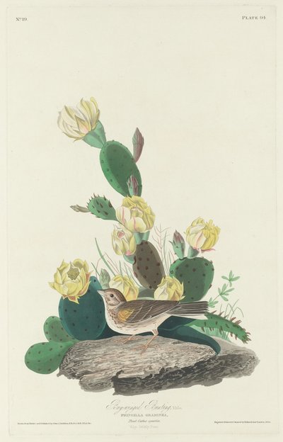 Lahtisiipinen bunting, 1830. tekijältä Robert Havell