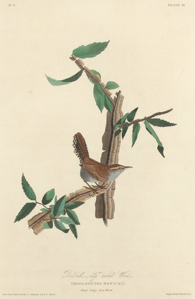 Bewickin pitkäpyrstö, 1827. tekijältä Robert Havell