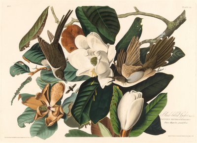 Mustakäki, 1828. tekijältä Robert Havell