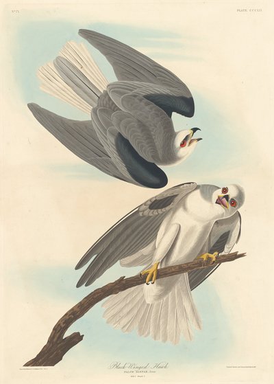 Mustasiipinen haukka, 1837. tekijältä Robert Havell